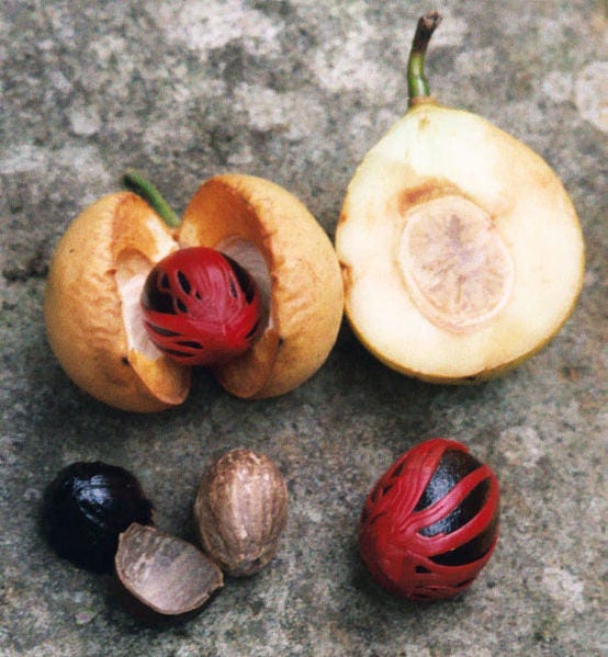 1 Semilla de árbol de nuez moscada Myristica Fragrans Pala MACE Fruta Nuez Pastel de calabaza Especia