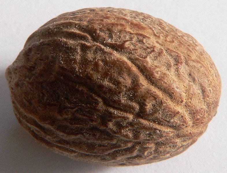 1 Semilla de árbol de nuez moscada Myristica Fragrans Pala MACE Fruta Nuez Pastel de calabaza Especia