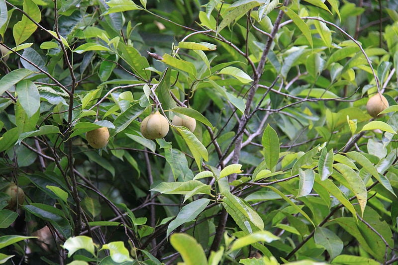 1 Semilla de árbol de nuez moscada Myristica Fragrans Pala MACE Fruta Nuez Pastel de calabaza Especia