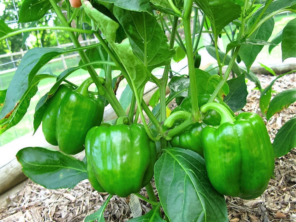 200 semillas de pimiento morrón verde grande, Capsicum annuum dulce