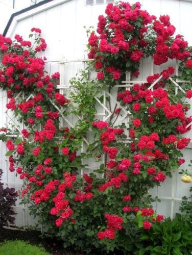5 semillas de rosal trepador rojo, arbusto de rosa, trepador, flor de mariposa fragante