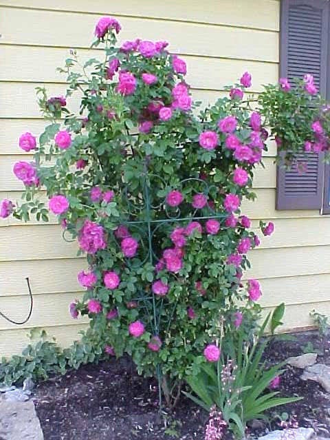 5 semillas de rosa trepadora morada, rosal trepador, fragante, flor de mariposa