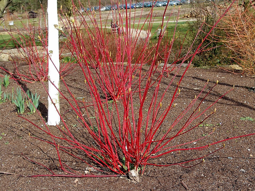 25 CORNEJO DE FUEGO Y HIELO Cornus Alba Arbusto Árbol Abigarrado Corteza Roja Bayas Blancas y Semillas de Flores