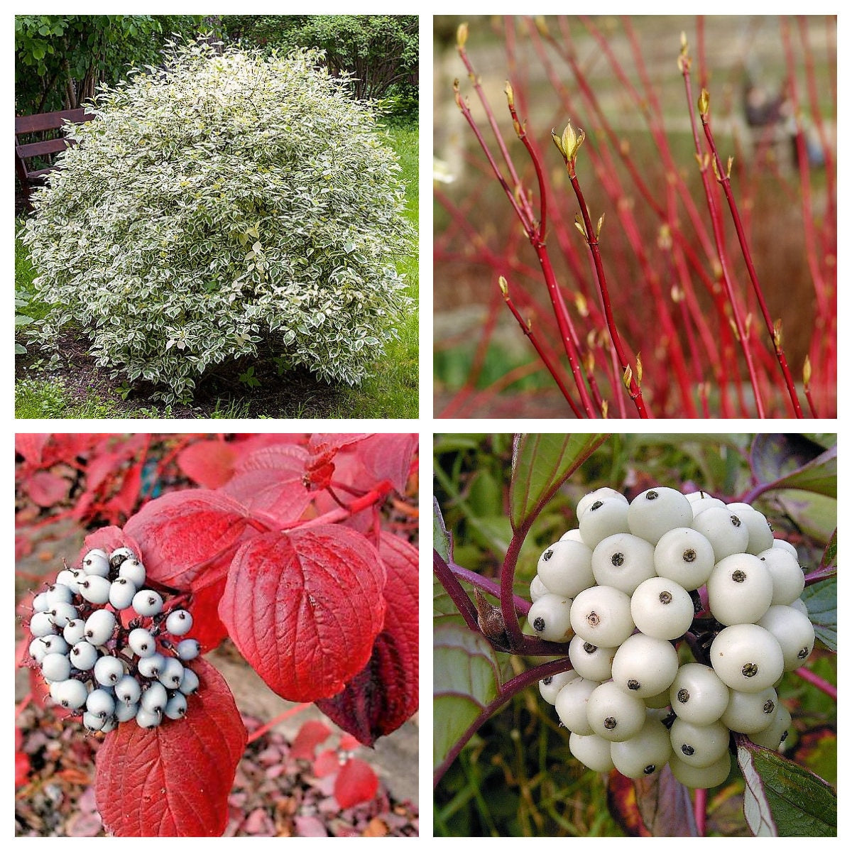 25 CORNEJO DE FUEGO Y HIELO Cornus Alba Arbusto Árbol Abigarrado Corteza Roja Bayas Blancas y Semillas de Flores