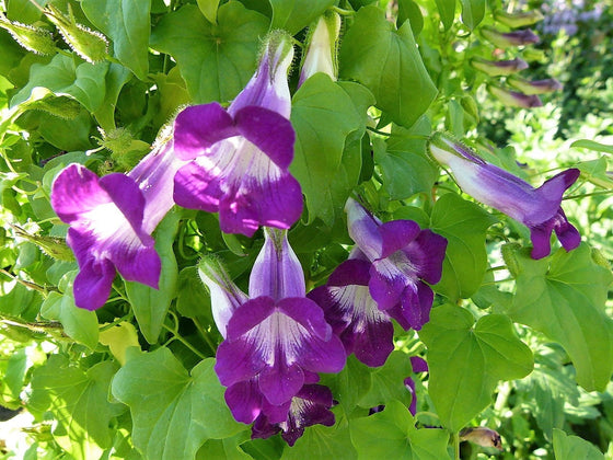 10 semillas de Dragon Snape Mixtas de Asarina Scandens, flores trepadoras de color rosa, azul, rojo y blanco.