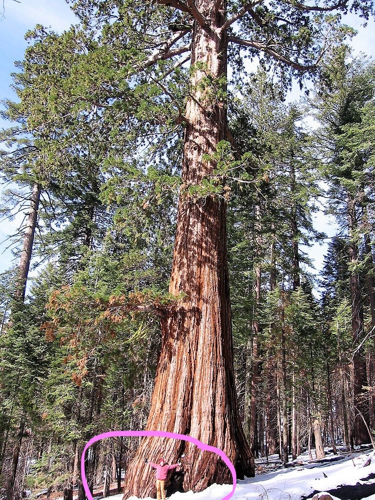 40 semillas de sequoia gigante (Sequoiadendron giganteum)