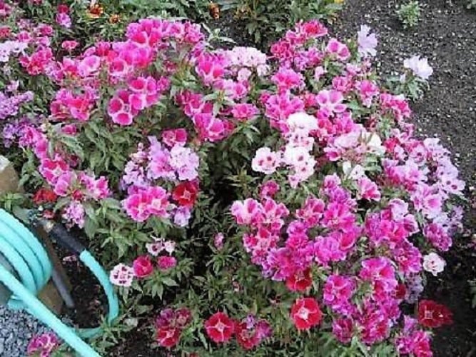 500 DOUBLE DEUCES GODETIA Grandiflora Clarkia Amoena Mixed Colors & Bicolor Flower Seeds