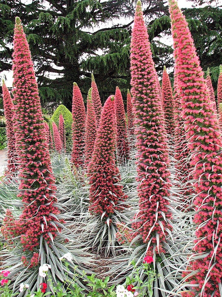 25 TORRE DE JOYAS Buglosa roja Echium Wildpretii Semillas de flores de colibrí rubí