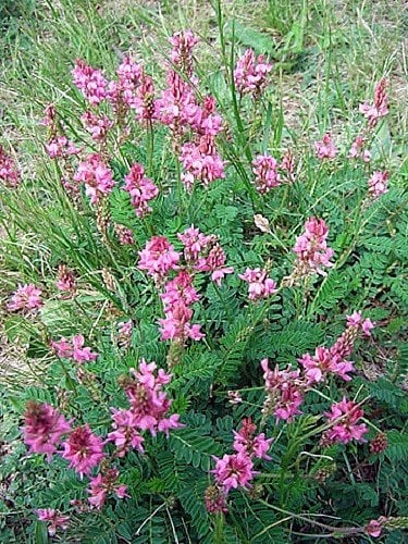 50 PINK SAINFOIN Common Onobrychis Viciifolia Holy Clover Legume Ground Cover Forage Flower Seeds