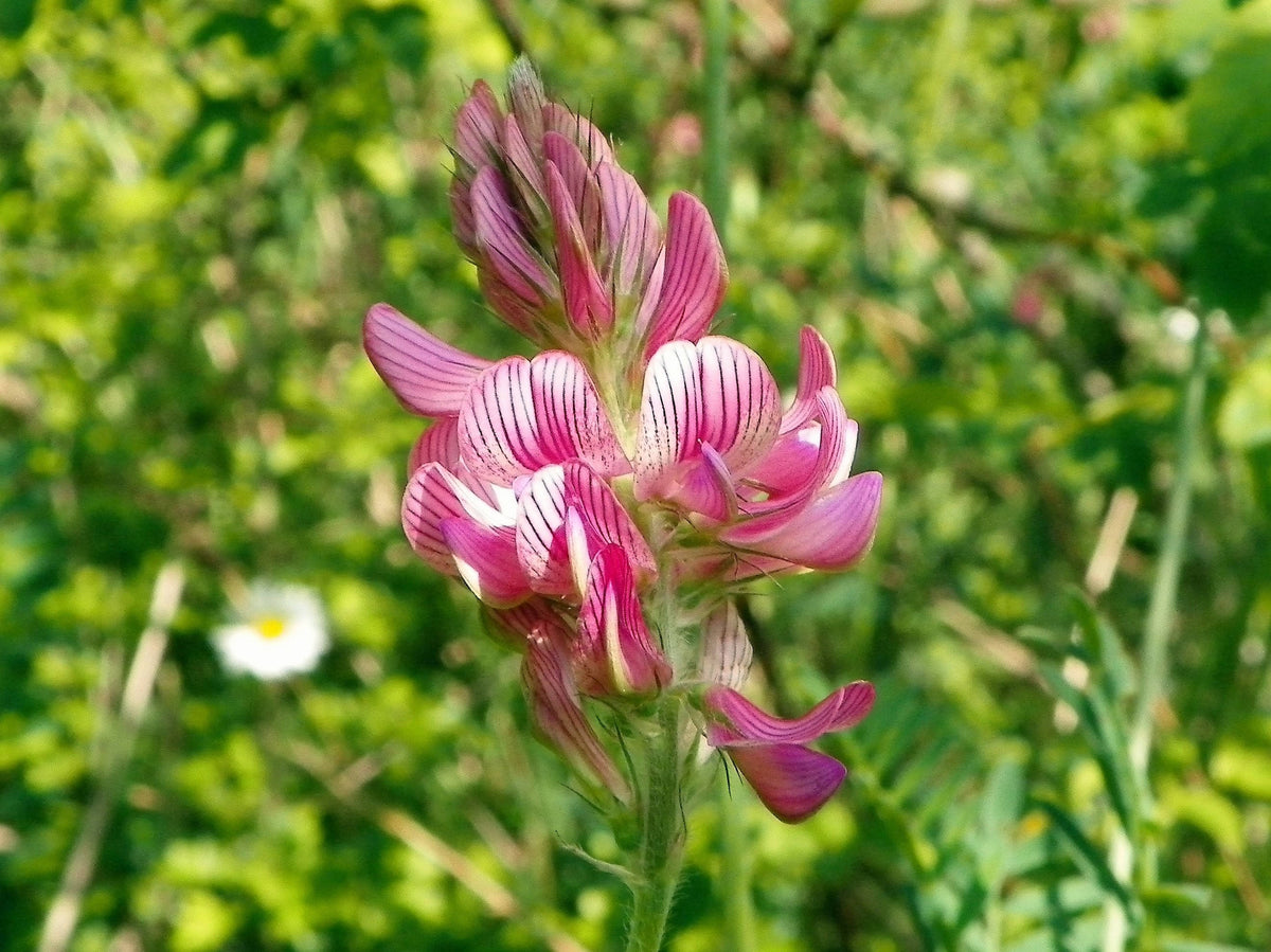 50 PINK SAINFOIN Common Onobrychis Viciifolia Holy Clover Legume Ground Cover Forage Flower Seeds