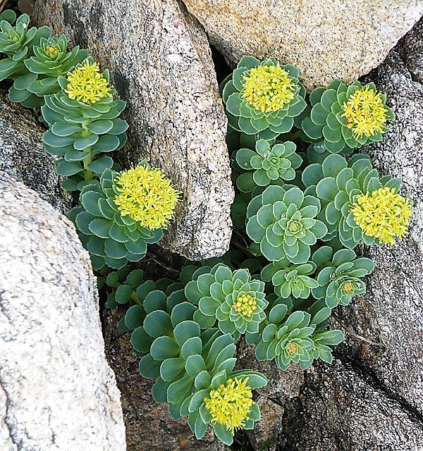 25 semillas de flor suculenta amarilla de Rhodiola rosea, raíz de rosa dorada, sedum