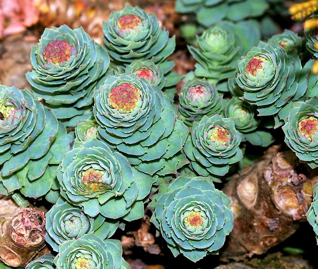 25 semillas de flor suculenta amarilla de Rhodiola rosea, raíz de rosa dorada, sedum