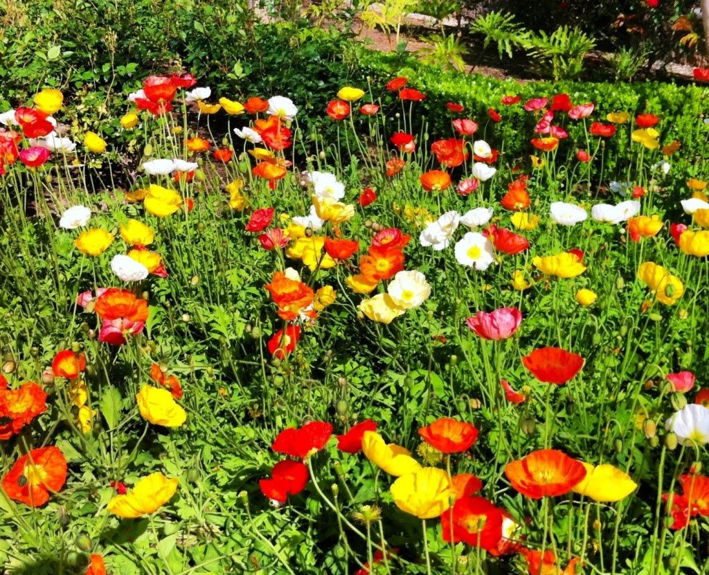1000 MIXED Colors CALIFORNIA POPPY (Ballerina / Mission Bells) Eschscholzia Californica Flower Seeds
