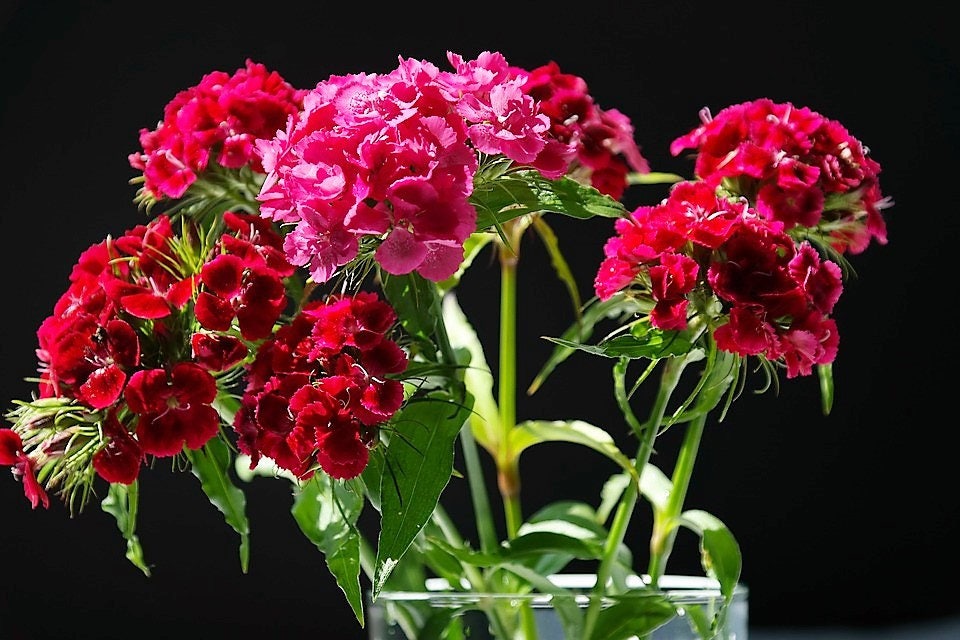 500 colores mixtos SWEET WILLIAM Dianthus Barbatus mezcla de colores rojo blanco rosa semillas de flores bicolores
