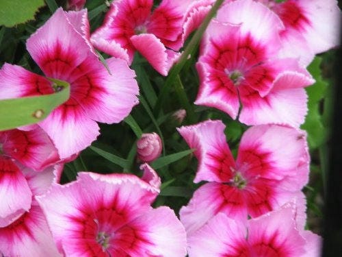 500 colores mixtos SWEET WILLIAM Dianthus Barbatus mezcla de colores rojo blanco rosa semillas de flores bicolores