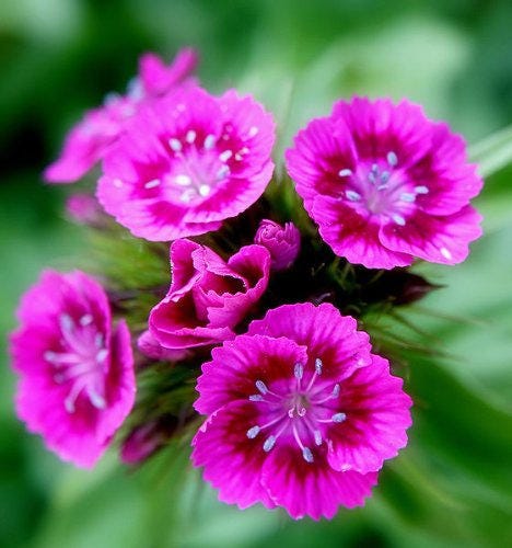 500 colores mixtos SWEET WILLIAM Dianthus Barbatus mezcla de colores rojo blanco rosa semillas de flores bicolores