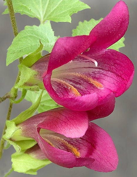 10 MIXED DRAGONSNAP VINE Asarina Scandens Climbing Snapdragon Pink Blue Red White Flower Seeds