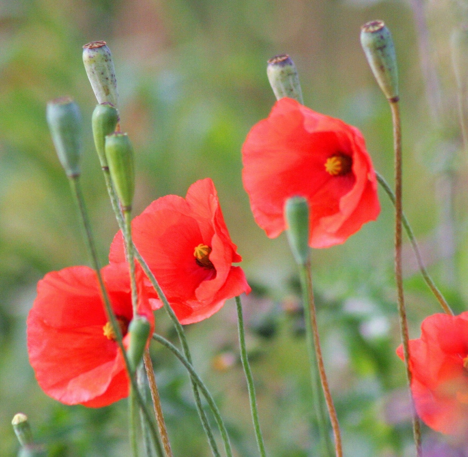 250 semillas de amapola roja de vaina larga Papaver Dubium, flores de cabeza larga Blindeyes