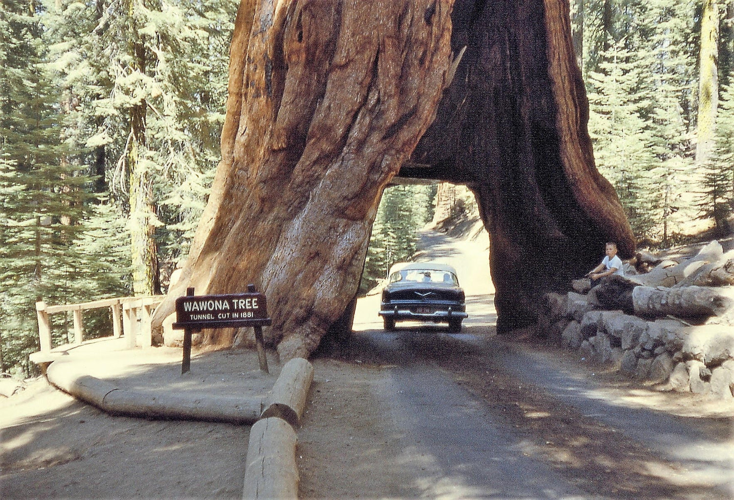 40 semillas de sequoia gigante (Sequoiadendron giganteum)