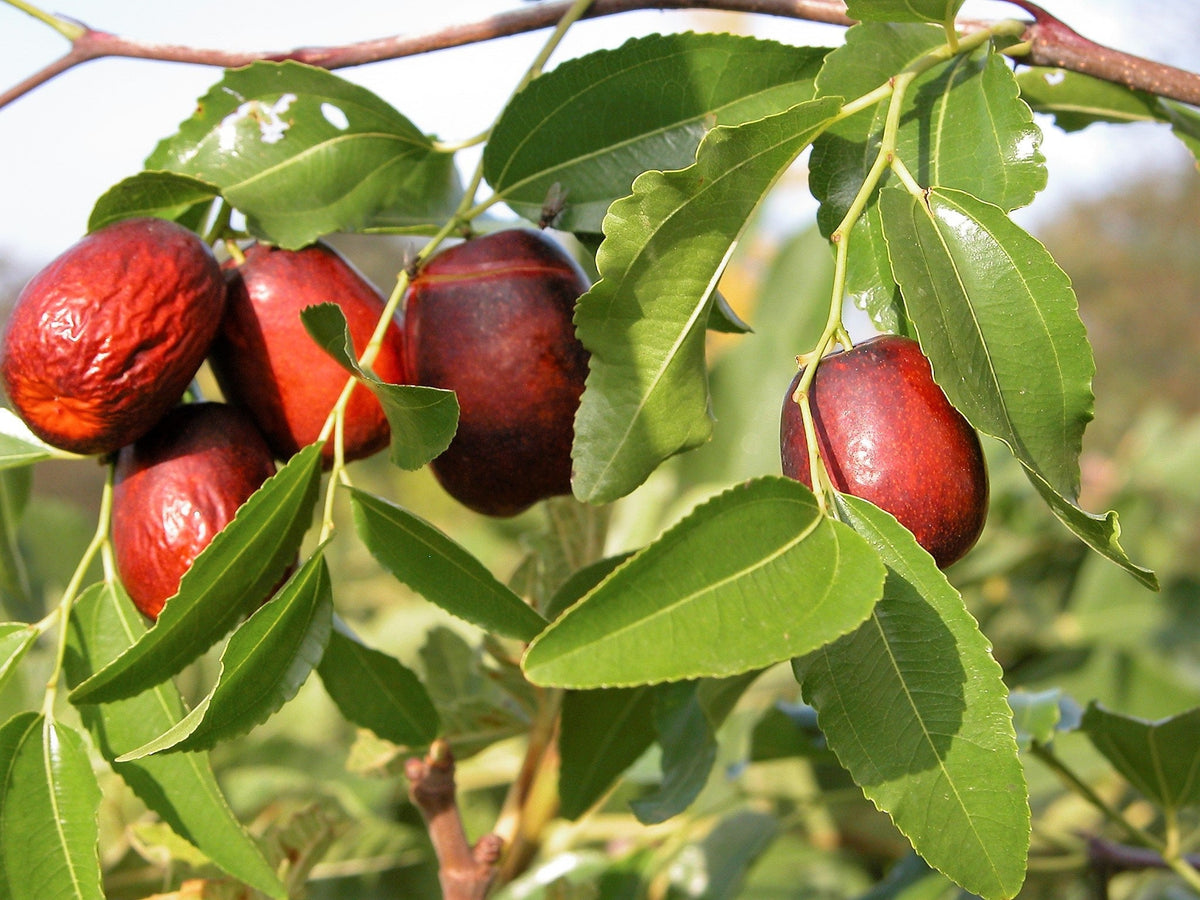 20 semillas de dátil asiático (Ziziphus spinosa), árbol frutal rojo Tsao chino común.