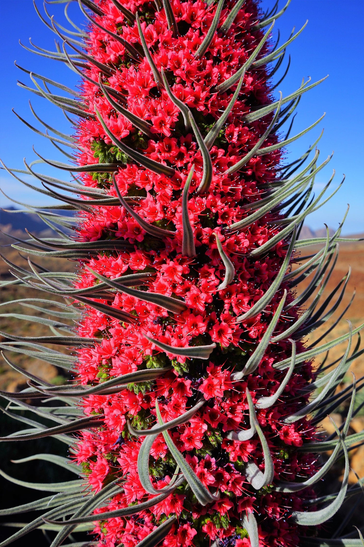 25 TORRE DE JOYAS Buglosa roja Echium Wildpretii Semillas de flores de colibrí rubí