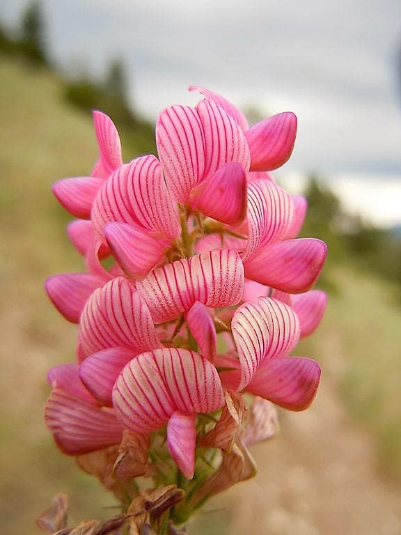 50 PINK SAINFOIN Common Onobrychis Viciifolia Holy Clover Legume Ground Cover Forage Flower Seeds