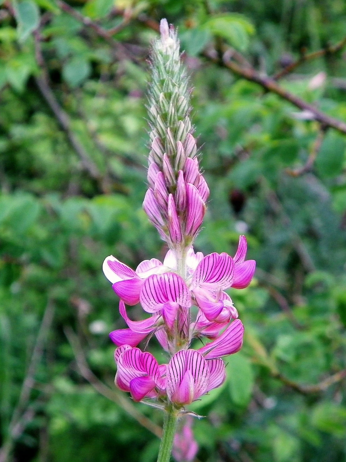 50 PINK SAINFOIN Common Onobrychis Viciifolia Holy Clover Legume Ground Cover Forage Flower Seeds