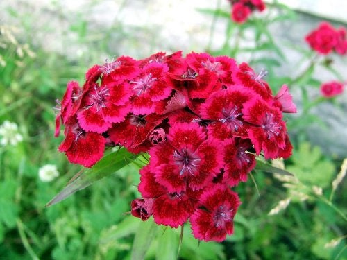 500 colores mixtos SWEET WILLIAM Dianthus Barbatus mezcla de colores rojo blanco rosa semillas de flores bicolores