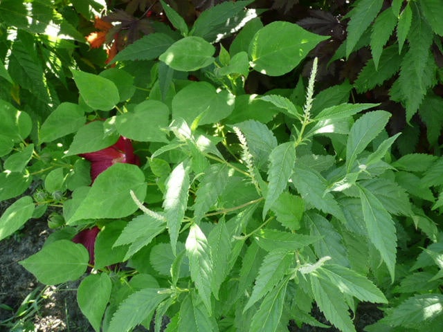 100 MINT BUSH White Elsholtzia Stauntonii Alba Chinese Mint Fragrant Shrub Seeds
