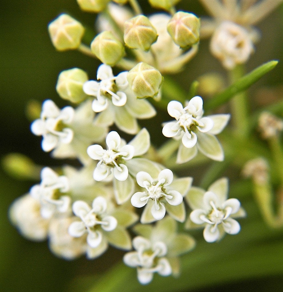 20 semillas de flores de algodoncillo (cola de caballo) Asclepias verticillata