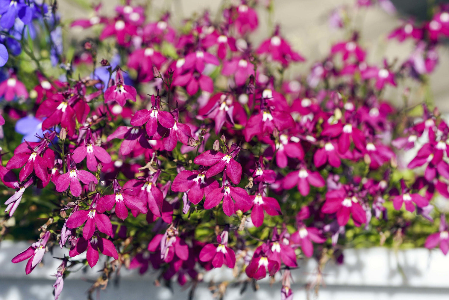 200 semillas de flores rastreras de lobelia roja Crimson Fountain Erinus