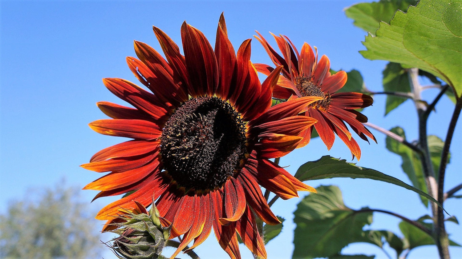 25 semillas de girasol Helianthus annuus de color rojo y marrón.