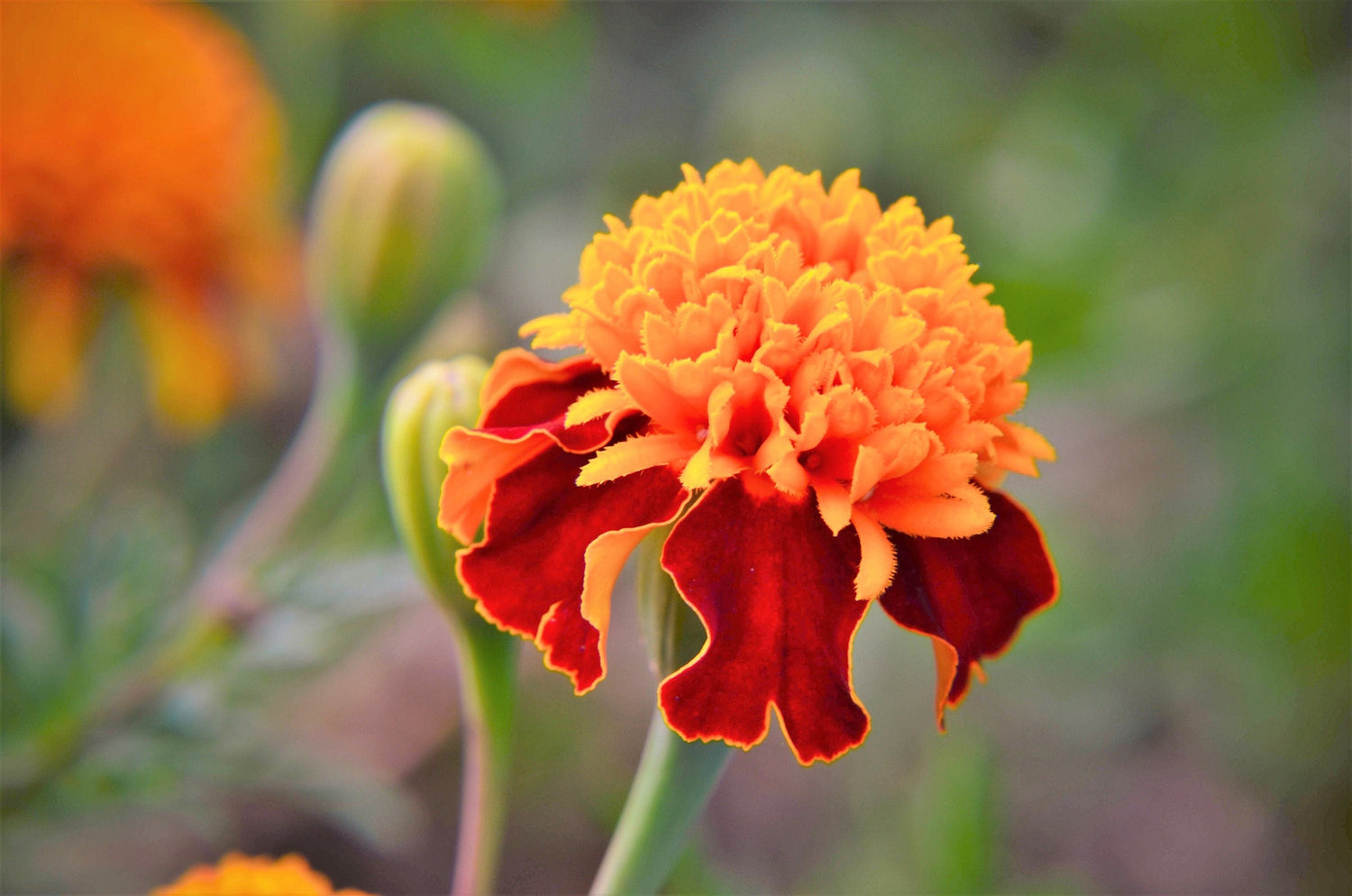 250 semillas de caléndula doble enana 'Orange Flame' Tagetes Patula, flores rojas francesas