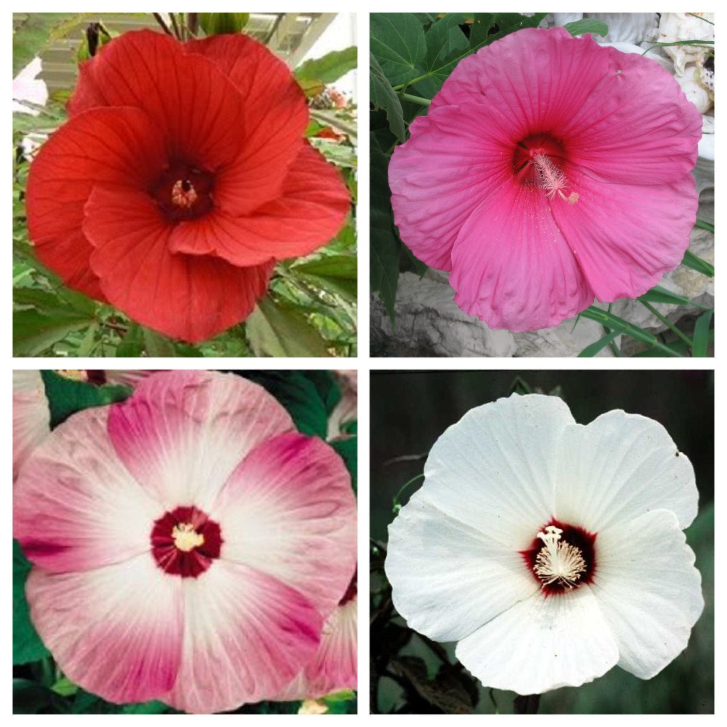 25 semillas de HIBISCO LUNA Moscheutos resistentes en colores mixtos: rojo, rosa fuerte, rosa y blanco, y flores blancas.