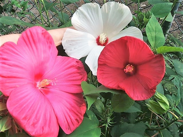 25 semillas de HIBISCO LUNA Moscheutos resistentes en colores mixtos: rojo, rosa fuerte, rosa y blanco, y flores blancas.