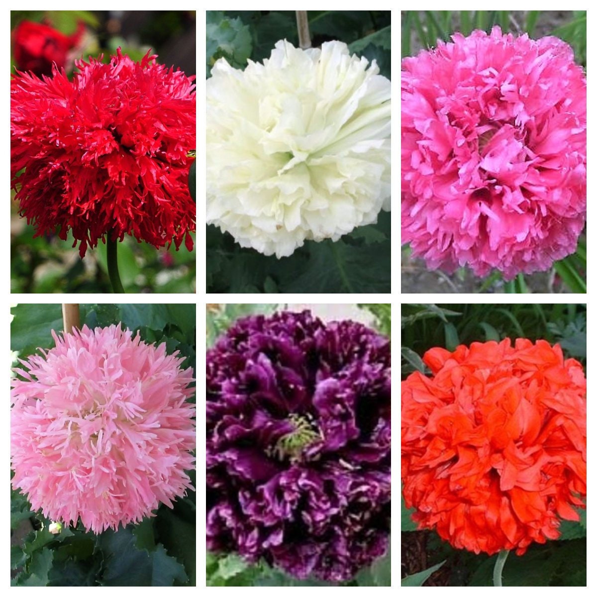 250 semillas de flores orgánicas de peonía y amapola (Papaver paeoniflorum) en colores rojo, blanco, rosa, negro, morado, salmón, bronce, lila y bicolor.