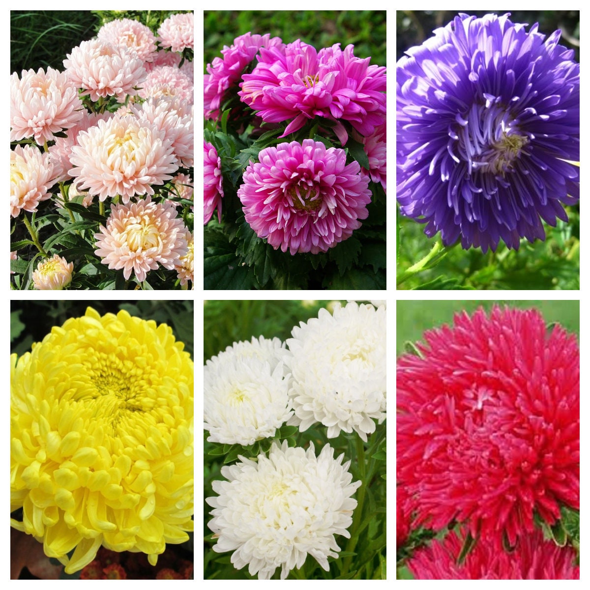 30 ASTER PEONÍA MIXTA Callistephus Peonía Roja Rosa Blanca Azul Púrpura Amarillo Coral Albaricoque Semillas de Flores Francesas