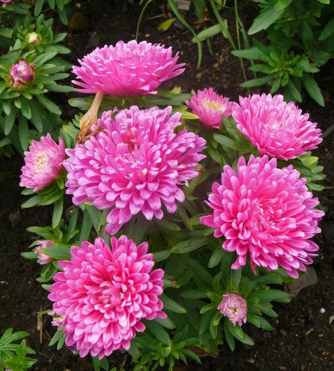 30 ASTER PEONÍA MIXTA Callistephus Peonía Roja Rosa Blanca Azul Púrpura Amarillo Coral Albaricoque Semillas de Flores Francesas