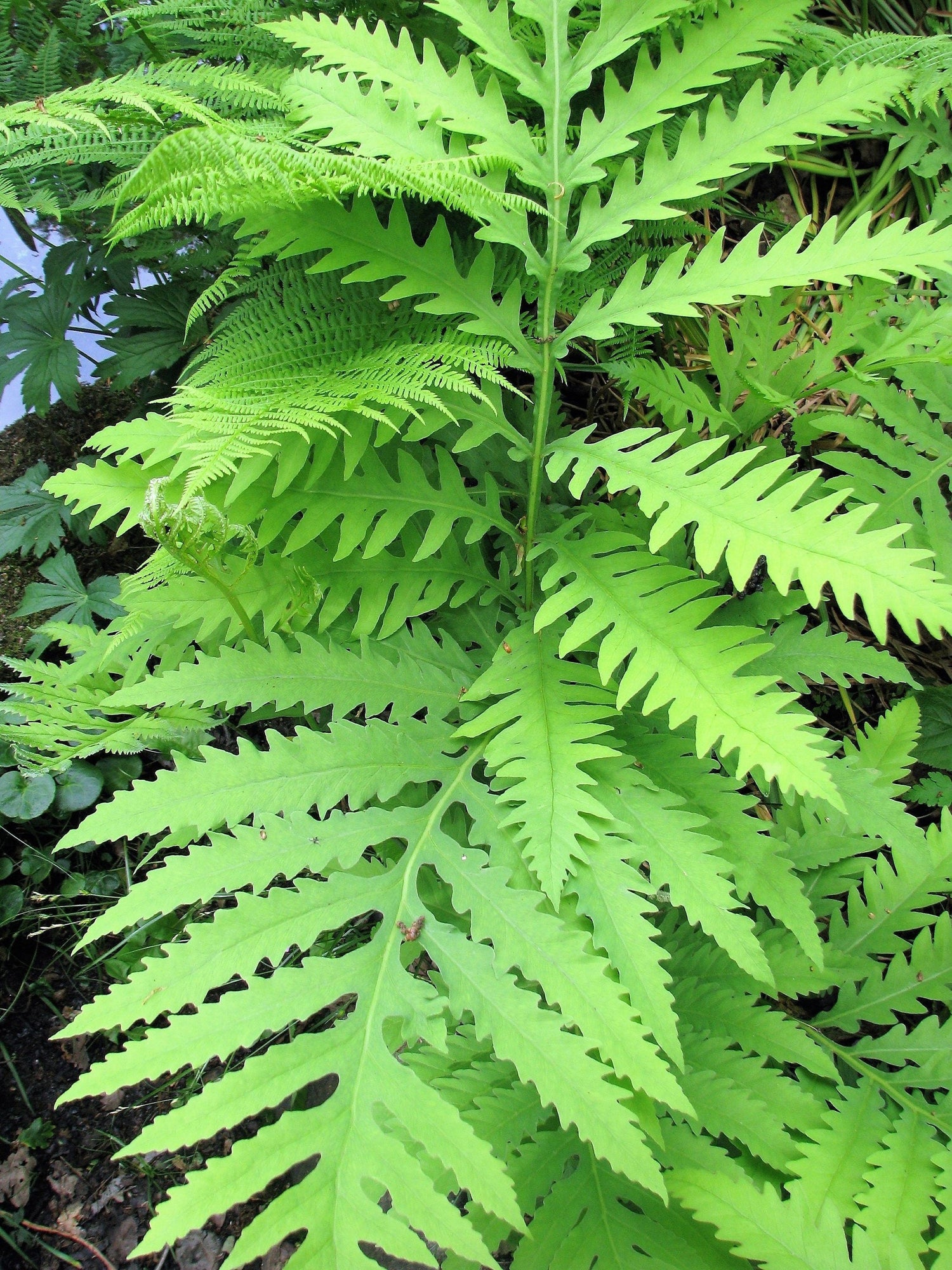 1000 + SENSITIVE FERN Onoclea Sensibilis aka Bead or Sympathy Fern Spores Seeds