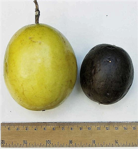 10 YELLOW PASSION FRUIT Vine Passiflora Edulis Flavicarpa Golden Passionfruit Purple & White Flower Seeds