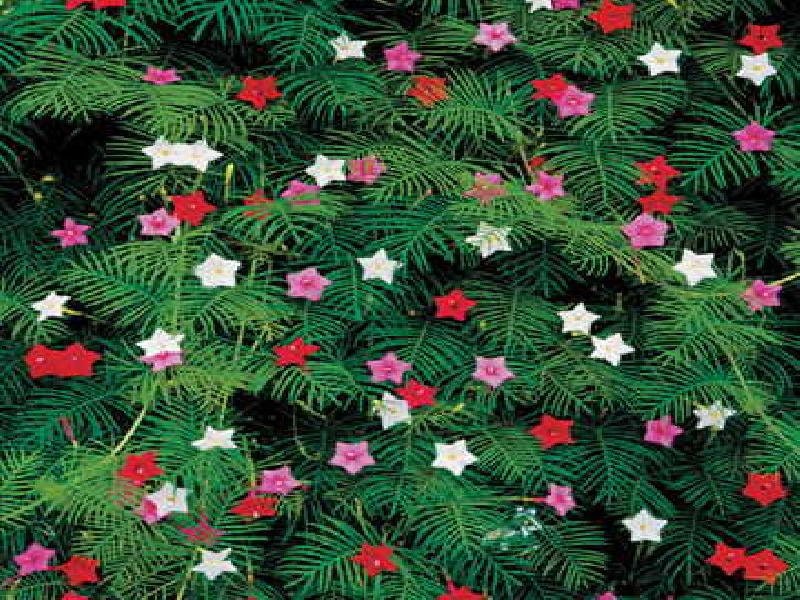 50 semillas de flores de ciprés, mezcla de Ipomoea, Quamoclit, Convolvulus, Hummingbird Star, Morning Glory, Cardinal Creeper - Colores mixtos: rojo, rosa y blanco