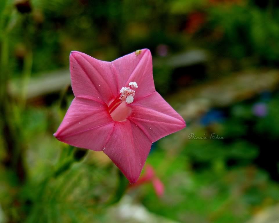 50 semillas de flores de ciprés, mezcla de Ipomoea, Quamoclit, Convolvulus, Hummingbird Star, Morning Glory, Cardinal Creeper - Colores mixtos: rojo, rosa y blanco