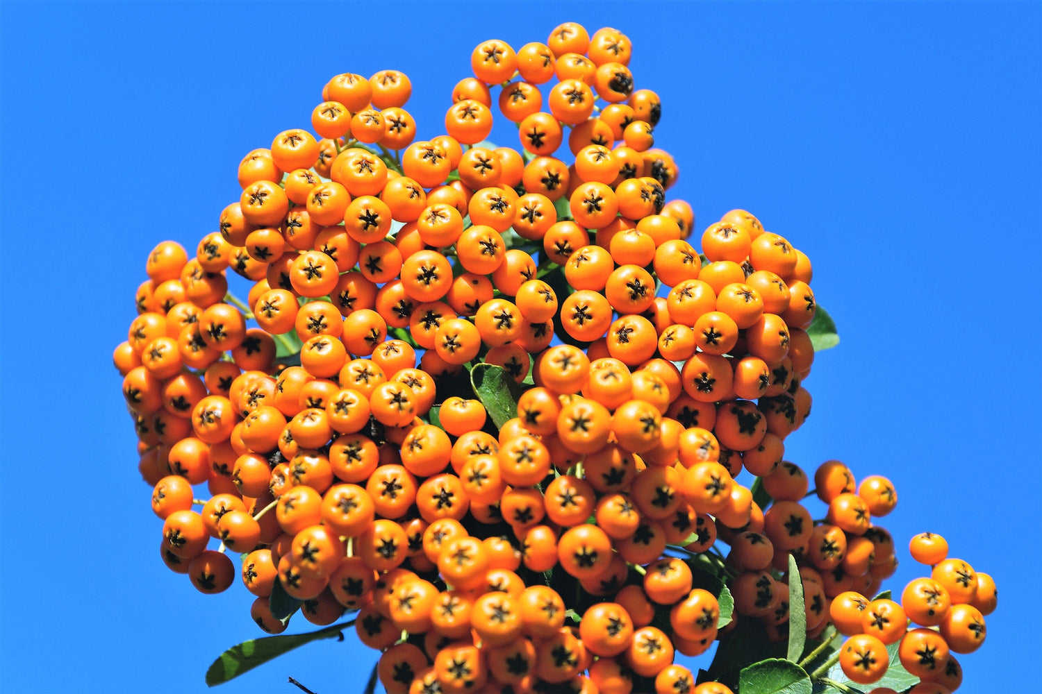 100 Arándanos Espino amarillo Elaeagnus Hippophae Rhamnoides Fruto de baya naranja Arbusto Flor amarilla Follaje plateado Semillas