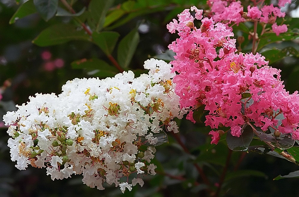 50 semillas de crepe myrtle (Lagerstroemia Indica), arbusto, árbol, crepe, 6 colores: rojo, morado, rosa claro, rosa oscuro, blanco y lila.
