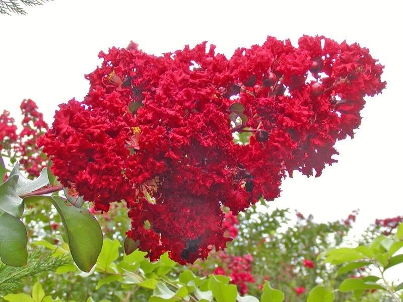 50 semillas de crepe myrtle (Lagerstroemia Indica), arbusto, árbol, crepe, 6 colores: rojo, morado, rosa claro, rosa oscuro, blanco y lila.