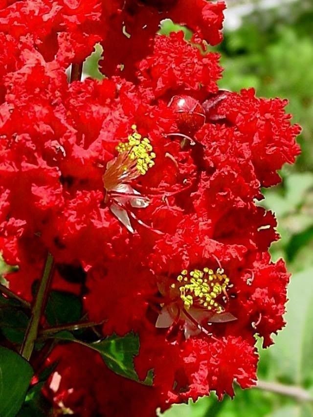 50 semillas de crepe myrtle (Lagerstroemia Indica), arbusto, árbol, crepe, 6 colores: rojo, morado, rosa claro, rosa oscuro, blanco y lila.