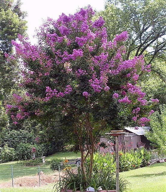 50 semillas de crepe myrtle (Lagerstroemia Indica), arbusto, árbol, crepe, 6 colores: rojo, morado, rosa claro, rosa oscuro, blanco y lila.