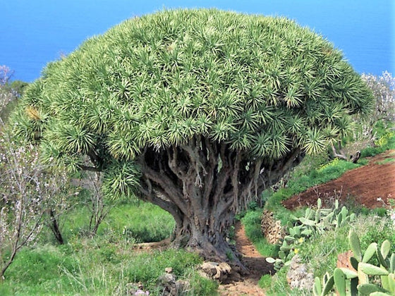 10 DRAGON TREE Dracaena Draco Canary Island Drago Blood Asparagus Yucca Evergreen Succulent Houseplant Orange Berry White Flower Seeds