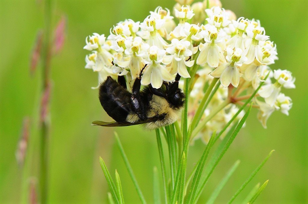 20 semillas de flores de algodoncillo (cola de caballo) Asclepias verticillata