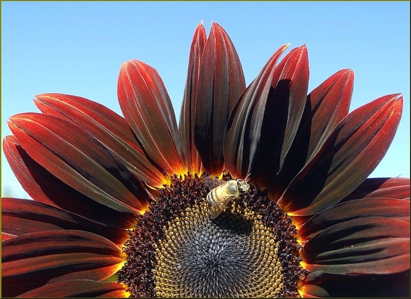 25 semillas de girasol Helianthus annuus de color rojo y marrón.